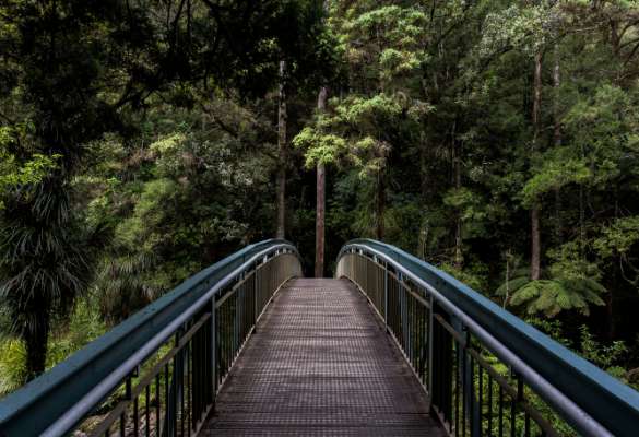 Hölzerne Brücke über einen Waldweg zwischen dicht bewachsenen Bäumen